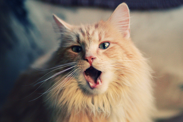 开云网站-世界级自由泳选手划水稳定性研究，自由泳划水率 数据