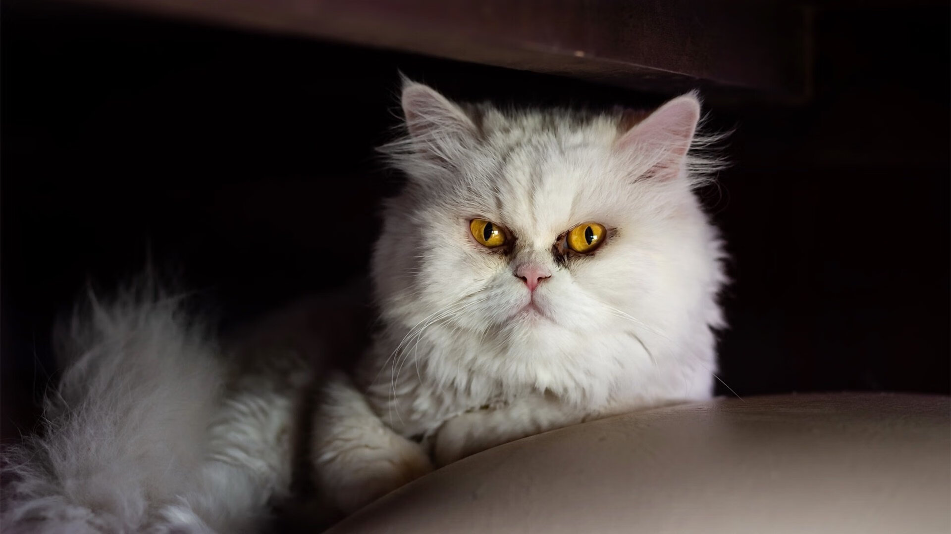 KAIYUNAPP-亚冠联赛中国女足平局 球迷冷静分析比赛,中国女足扳平