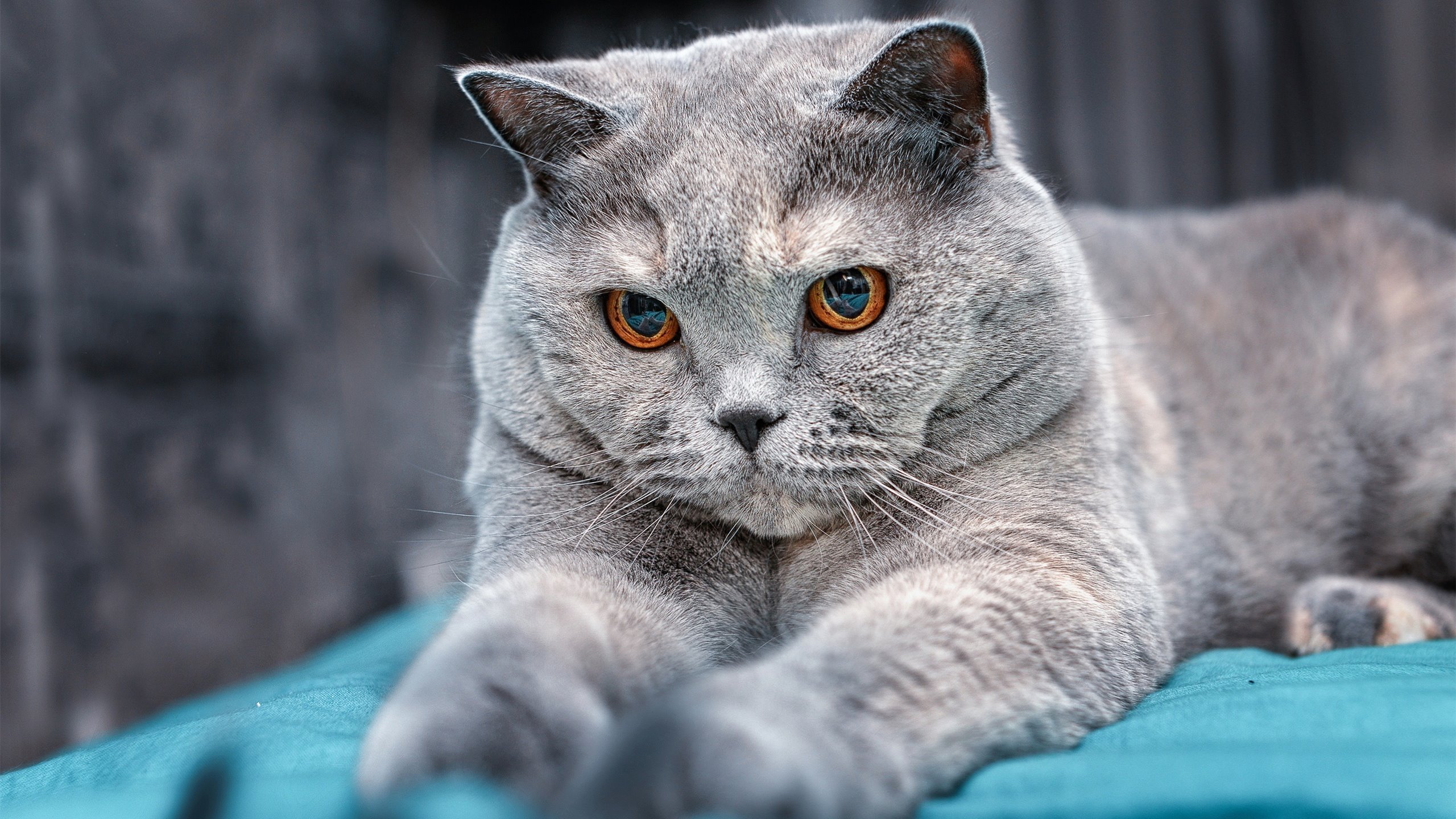 开云网页版登录入口-浙江雄狮替补球员关键时刻挺身而出,浙江雄狮服务队